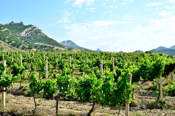Vineyards at the foot of the mountains in Italy