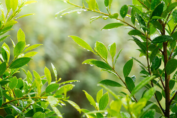 raindrops on green leaves, purity nature background