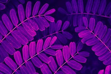 tamarind leaves, dark nature background, purple toned