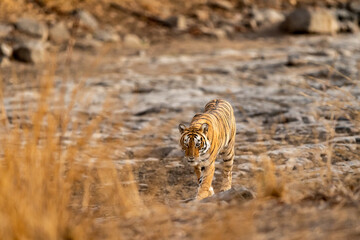 wild royal bengal female tiger or tigress walking head on during outdoor jungle safari at ranthambore national park or tiger reserve sawai madhopur rajasthan india - panthera tigris tigris