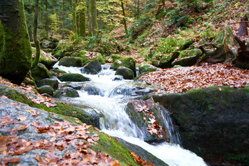 Autumn waterfall in the black forest. Nice cascades between stones and mossy rocks. Pant stem near the creek. Side view. Germany. Gertelbach.