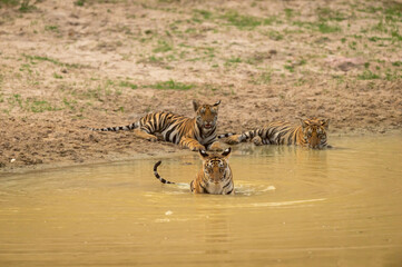 Fototapeta na wymiar royal bengal tiger cubs playing in water body during summer season at bandhavgarh national park or tiger reserve umaria madhya pradesh india - panthera tigris tigris