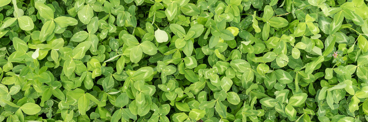 Panoramic background with green clover leaves. Shamrock as a symbol of good luck
