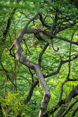 wild female leopard or panther on tree trunk with eye contact in natural monsoon green background...