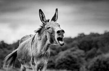 Donkey in black and white, calling, cute looking, attentive, outdoors.