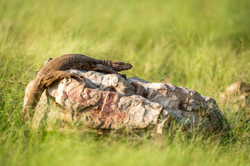 monitor lizard or bengal monitor or common indian monitor or varanus bengalensis portrait on rock in natural post monsoon green forest at ranthambore national park india