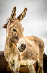 Donkey on pasture, cute looking, attentive, outdoors.