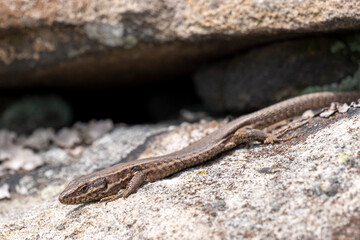 Viviparous Lizard in the Eifel