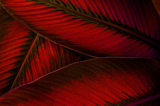 closeup nature view of red leaves background, abstract leaf texture