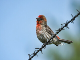House Finch Bird on Barbed Wire: A male house finch shows of its red feathers while perched on a barbed wire fence