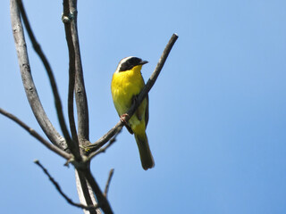 Warbler on a Tree Branch: A male common yellowthroat warbler bird sits on a forked bare tree branch on a summer day