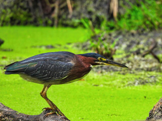 Green Heron Bird Fishing: A green heron bird is perched on a dead tree branch fallen over a pond with full duckweed growth fishing 
