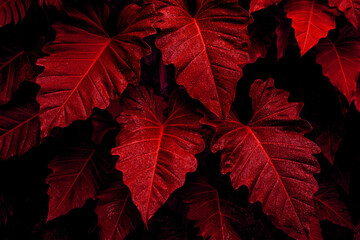 closeup nature view of red leaves background, abstract leaf texture
