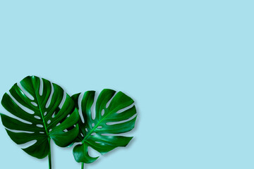 Naklejka na ściany i meble Creative layout of colorful tropical monstera leaf on pastel blue background. minimal summer exotic concept with copy space, flat lay.