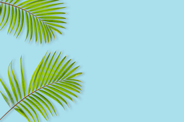 Creative layout of colorful tropical  palm leaf on pastel blue background. minimal summer exotic concept with copy space, flat lay.