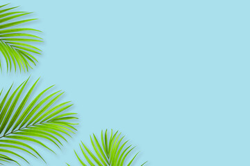 Fototapeta na wymiar Creative layout of colorful tropical palm leaf on pastel blue background. minimal summer exotic concept with copy space, flat lay.