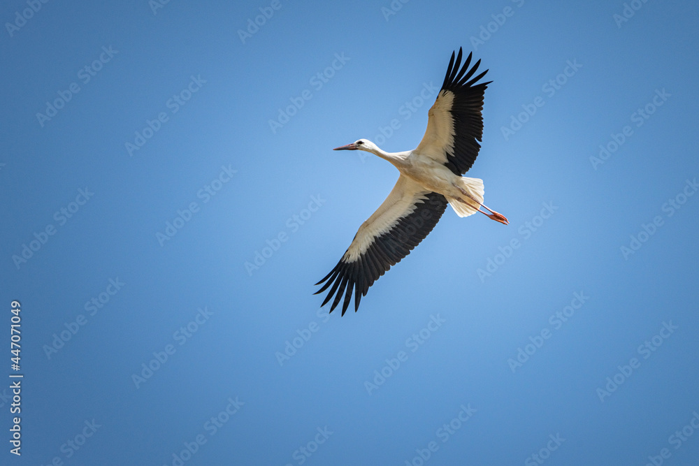 Wall mural The stork flies beautifully high in the sky.