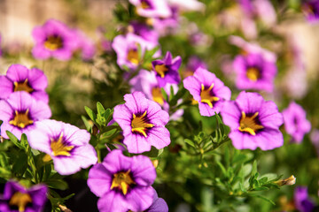 Obraz premium Close up of purple Calibrachoa flowers in a hanging basket, also known as Million Bells or trailing mini petunia.
