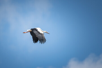 The stork flies beautifully high in the sky.