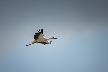 Fototapeta na wymiar The stork flies beautifully high in the sky.