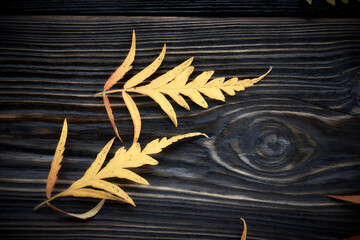 Autumn leaves on vintage wooden background, border design. Top view. Leaves of Sumac on dark wooden background.