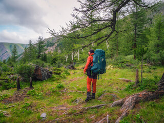 Obraz premium Happy male tourist with a large backpack in a green mountain forest passes by a large tree with symbolic ribbons.