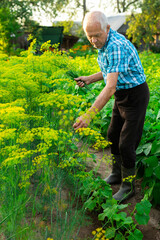 mature farmer collects dill in the vegetable garden in village