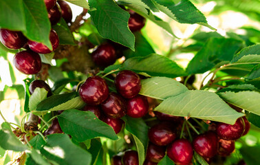 branches of cherry trees with berries in garde
