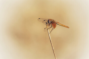Close-up view of a male red dragonfly (Crocothemis erythraea) perched on a reed