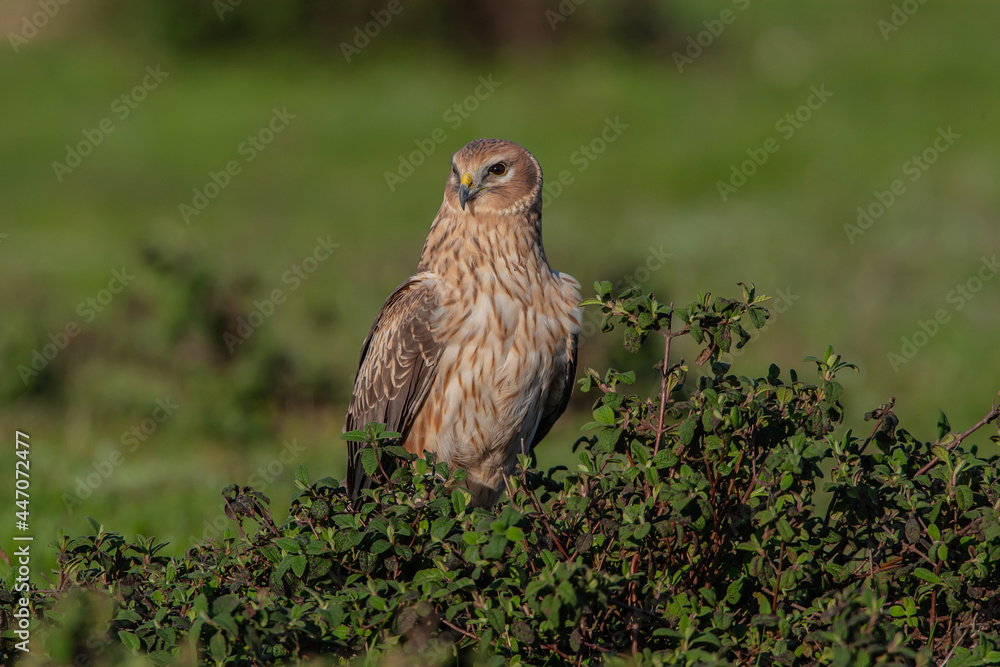 Poster chicken harrier, (circus cyaneus), perched on ground in the wild.