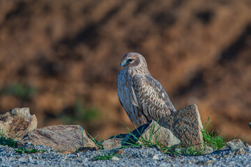 Chicken Harrier, (Circus cyaneus), perched on ground in the wild.