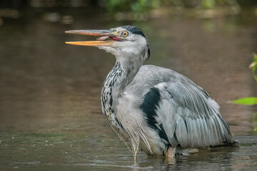 Graureiher mit gefangenem Fisch im Schnabel