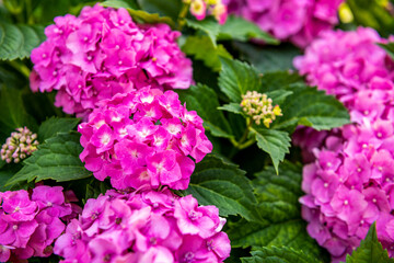 Vibrant pink Hydrangea blossoms close up. Hydrangea macrophylla shrub. Hortensia floral background.