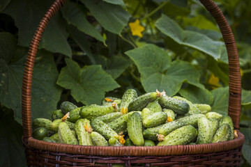 cucumbers basket and plants on background