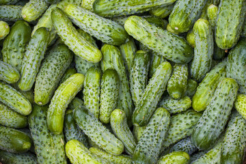 cucumbers harvest background texture