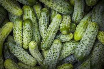 cucumbers harvest background