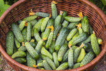 harvesting cucumbers in basket