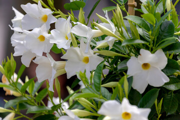 Selective focus of white flower Rocktrumpet in the garden, Mandevilla is a genus of tropical and...