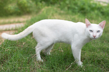 Naklejka na ściany i meble Adorable white cat looking suspiciously at the camera. up copy space