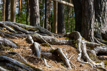 Protruding tree roots from below the ground. Forest area in the daytime.