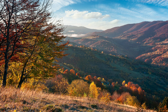 mountainous countryside in morning light. beautiful autumn scenery with trees in colorful foliage and rural fields on hills rolling in to the distant ridge beneath a bright blue sky with fluffy clouds