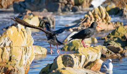 Fototapeta premium Two African Oystercatcher on rocks searching for food.