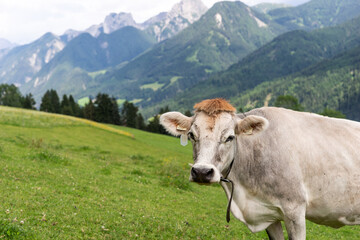 Fototapeta na wymiar Alpine gray cow. Portrait of a gray beautiful cow