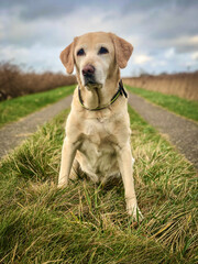 Labrador auf Feldweg