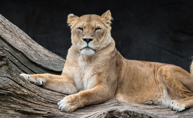 Fototapeta na wymiar Löwe entspannt auf Baumstamm