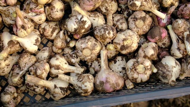 Harvest garlic in the garden. Selective focus.