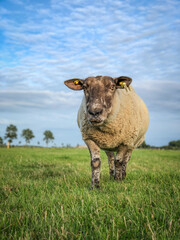 Schaf auf einer Wiese