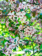 branch of blossoming apple tree in the garden close-up