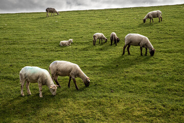 Obraz premium Lämmer und Schafe am Deich