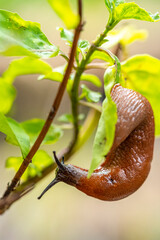 Die Schnecken sind überall, Gartenschnecke, Nacktschnecke